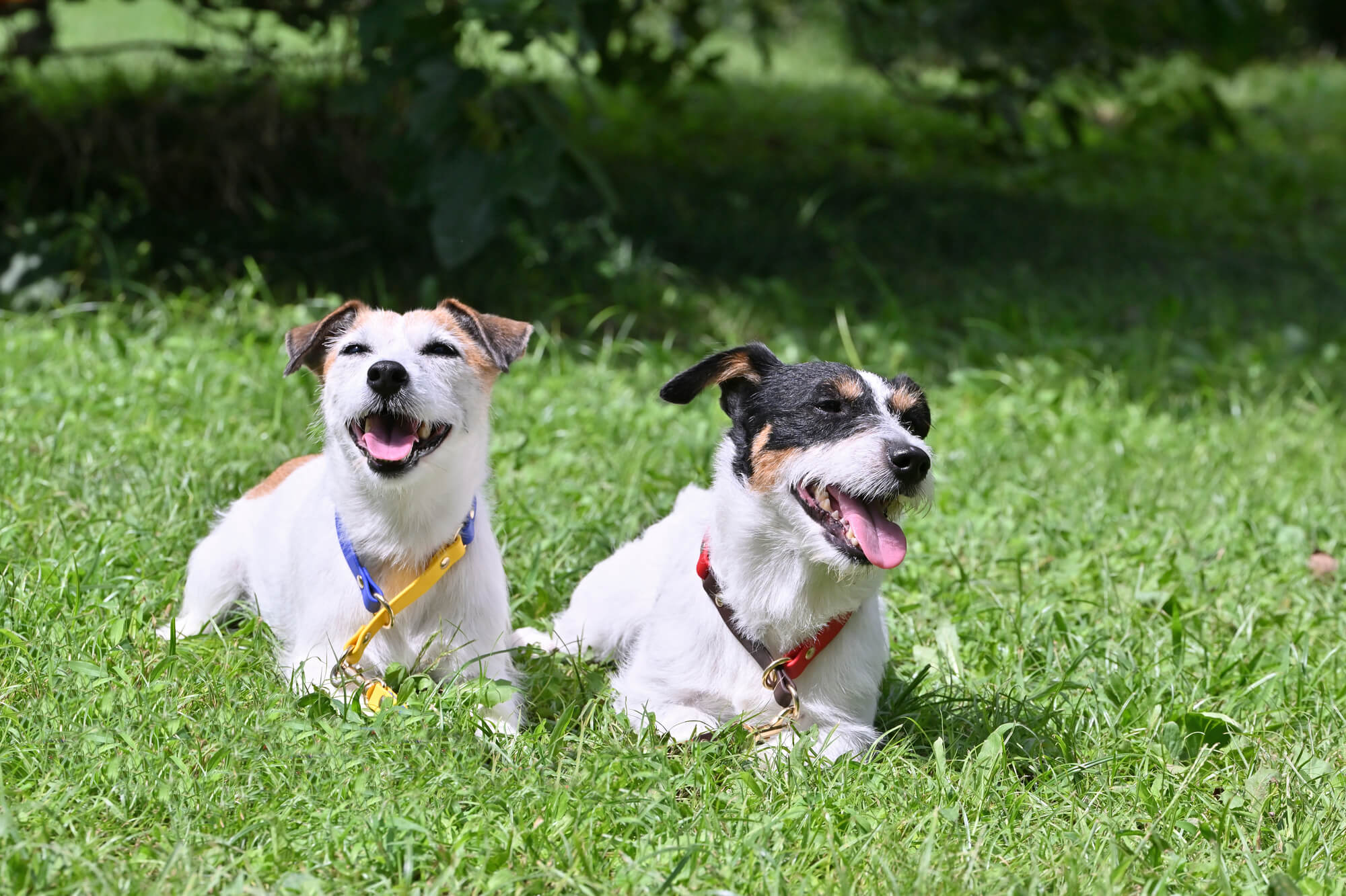 おしゃれな犬用首輪を選ぶときの基本ポイント